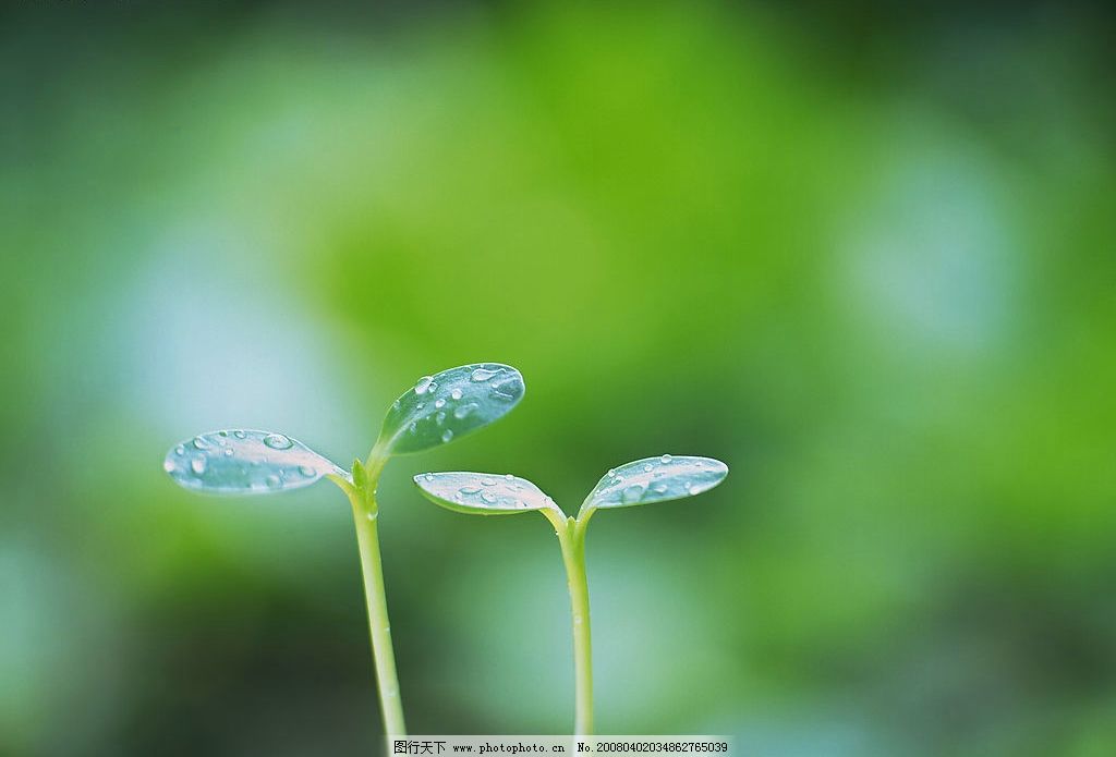 ppt 背景 壁纸 电脑桌面 发芽 绿色 绿色植物 嫩芽 嫩叶 新芽 植物 桌