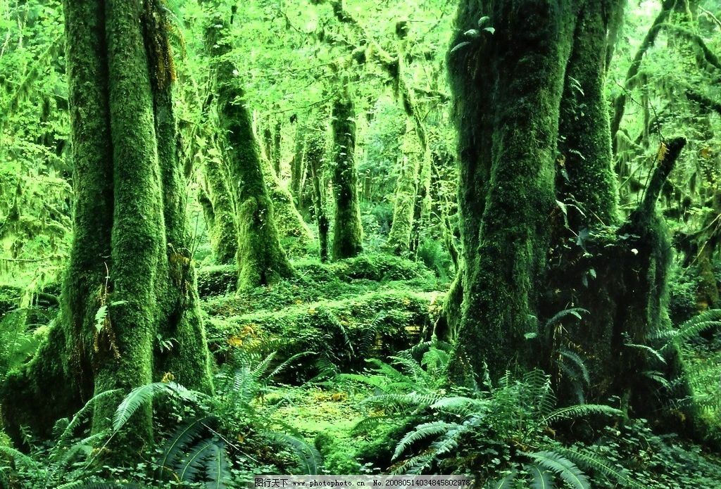 原始森林 绿色的世界 自然景观 自然风景 壁纸 摄影图库 72 jpg