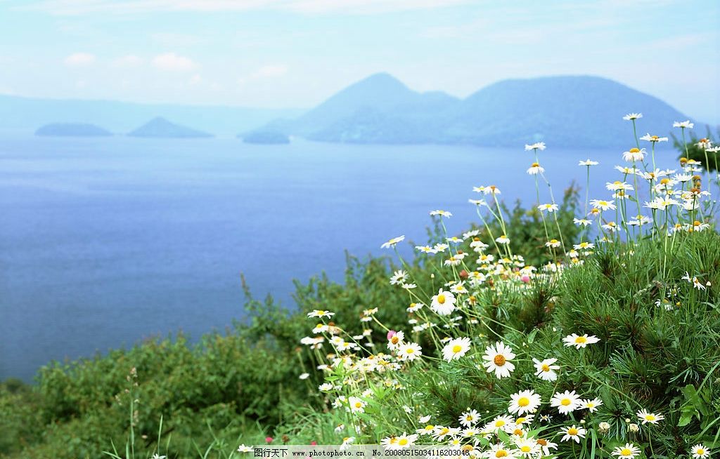山花 海边与小岛 夏天 旅游摄影 自然风景 美丽风光素材 摄影图库