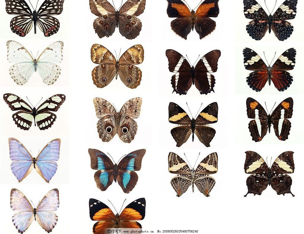 蝴蝶emoji表情复制