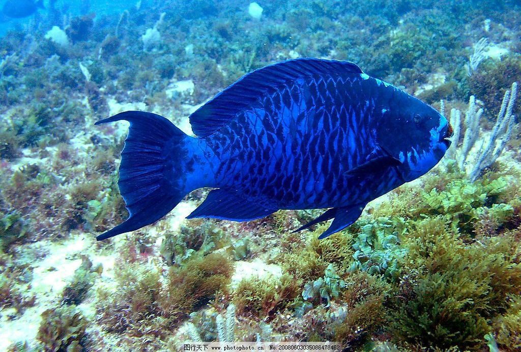 蓝色的鱼图片