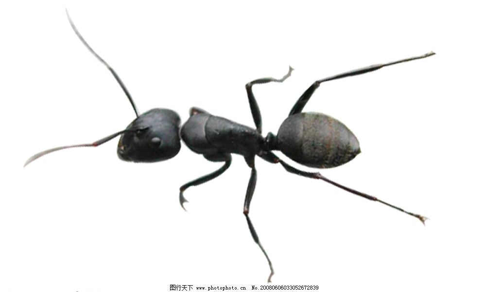大蚂蚁分层图图片