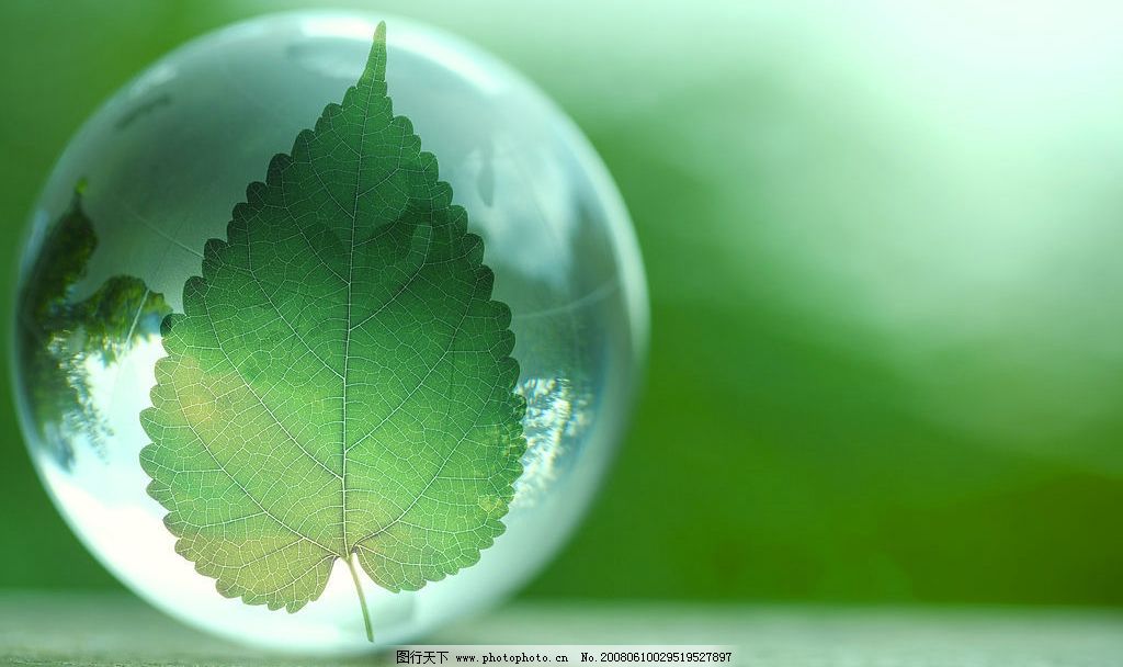绿色生命图片,树叶 大水滴 绿色版面 广告设计版