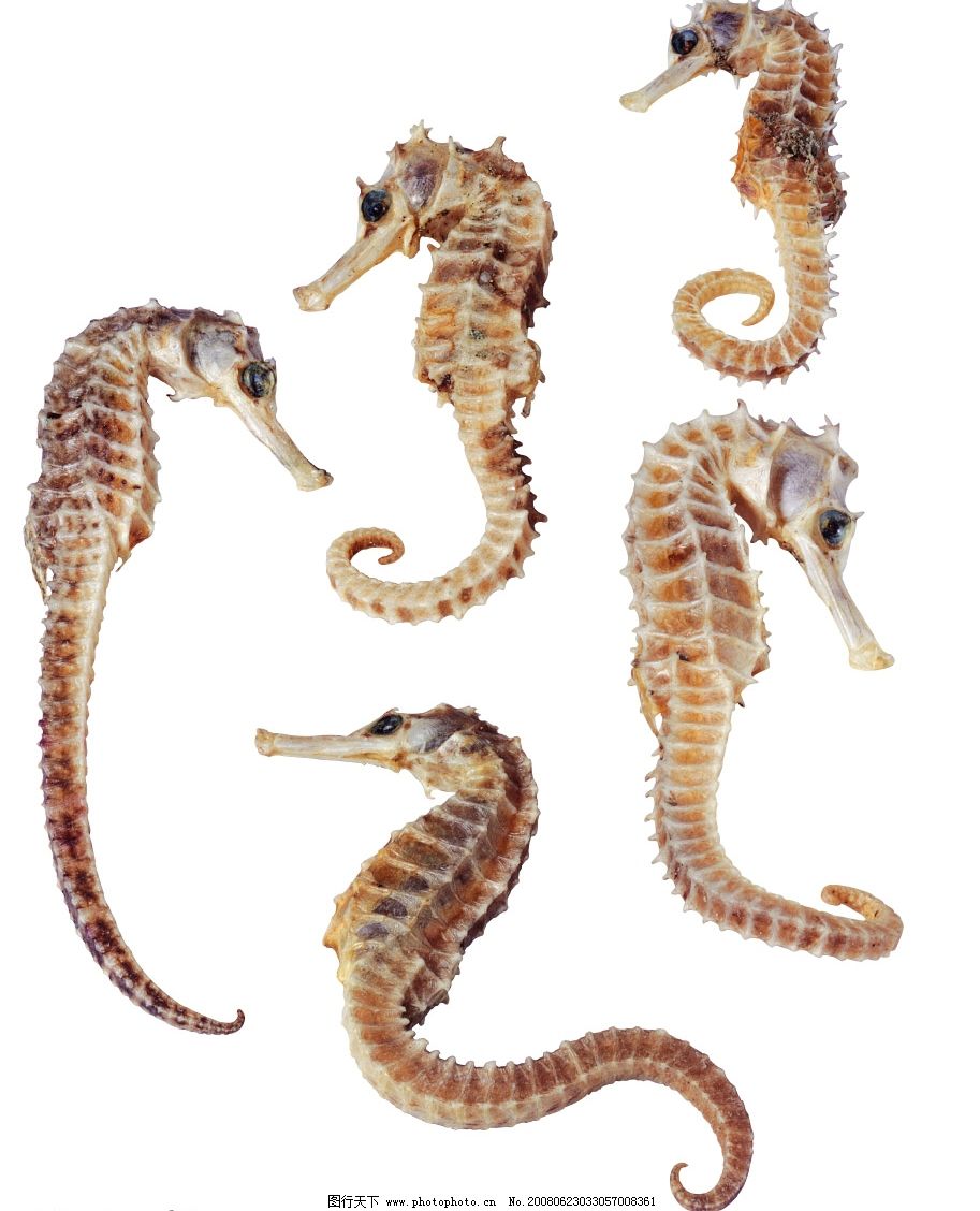 海马图片_生物静物_设计元素_图行天下图库