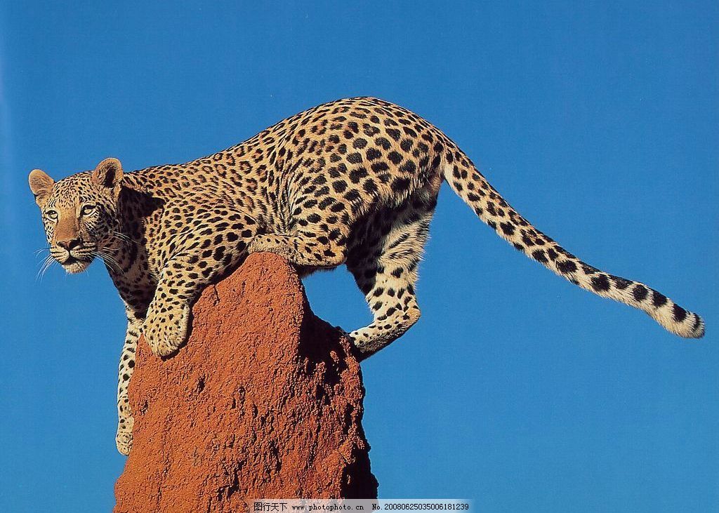 豹子头饰手工制作