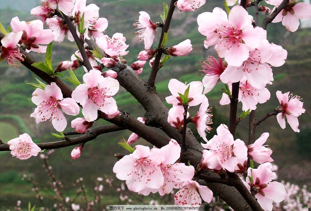 桃花 新春桃花 春天 清晰 粉红 园林 漂亮 旅游摄影 自然风景