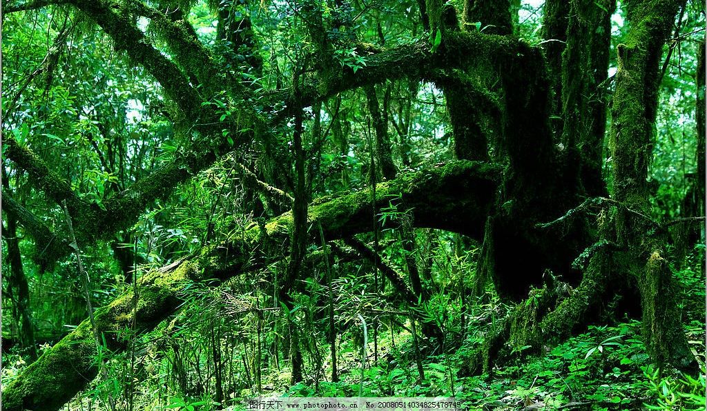 綠色叢林 綠色 叢林 原始森林 自然景觀 自然風景 攝影圖庫 300 jpg