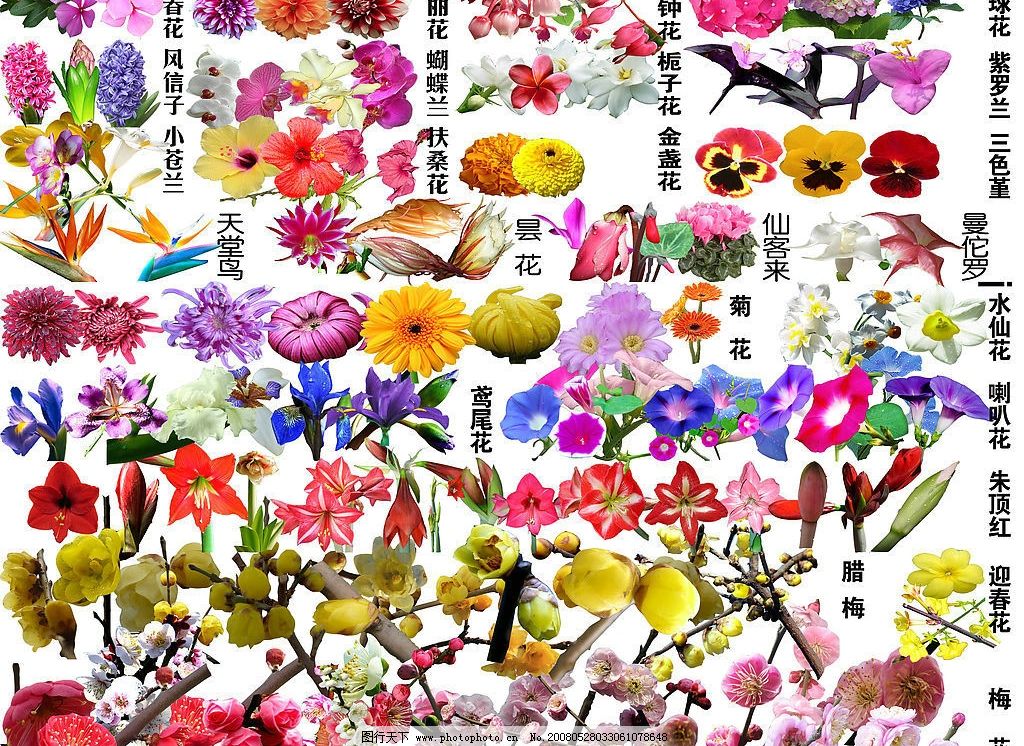 花卉大全2图片_其他_其他-图行天下素材网